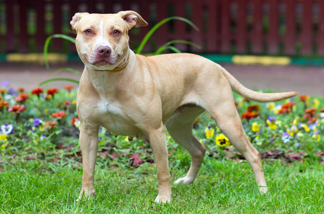 American Pit Bull Terrier  dog