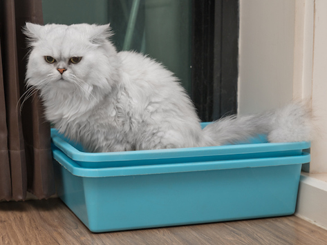 cat litter box