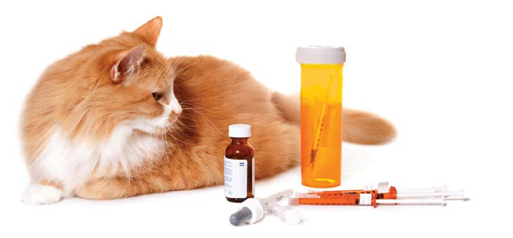 Cats And Feline Diabetes