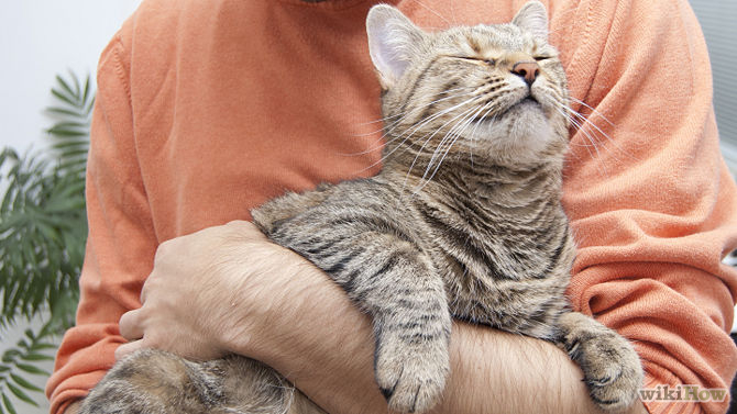 Cats Bonding With Their Owners