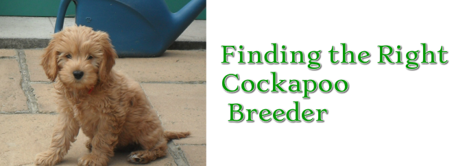 Choosing The Right Breeder