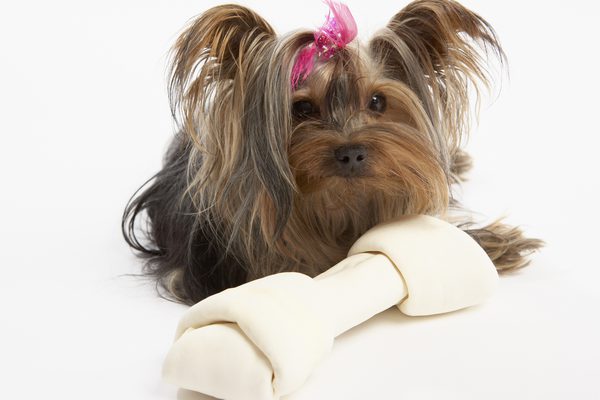 Some Facts about Silky Terrier Pet Dogs
